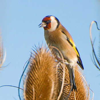 Chardonneret élégant (Carduelis carduelis)